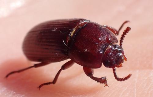 Uloma culinaris